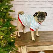 2021 Blank Christmas Pajamas - DOG